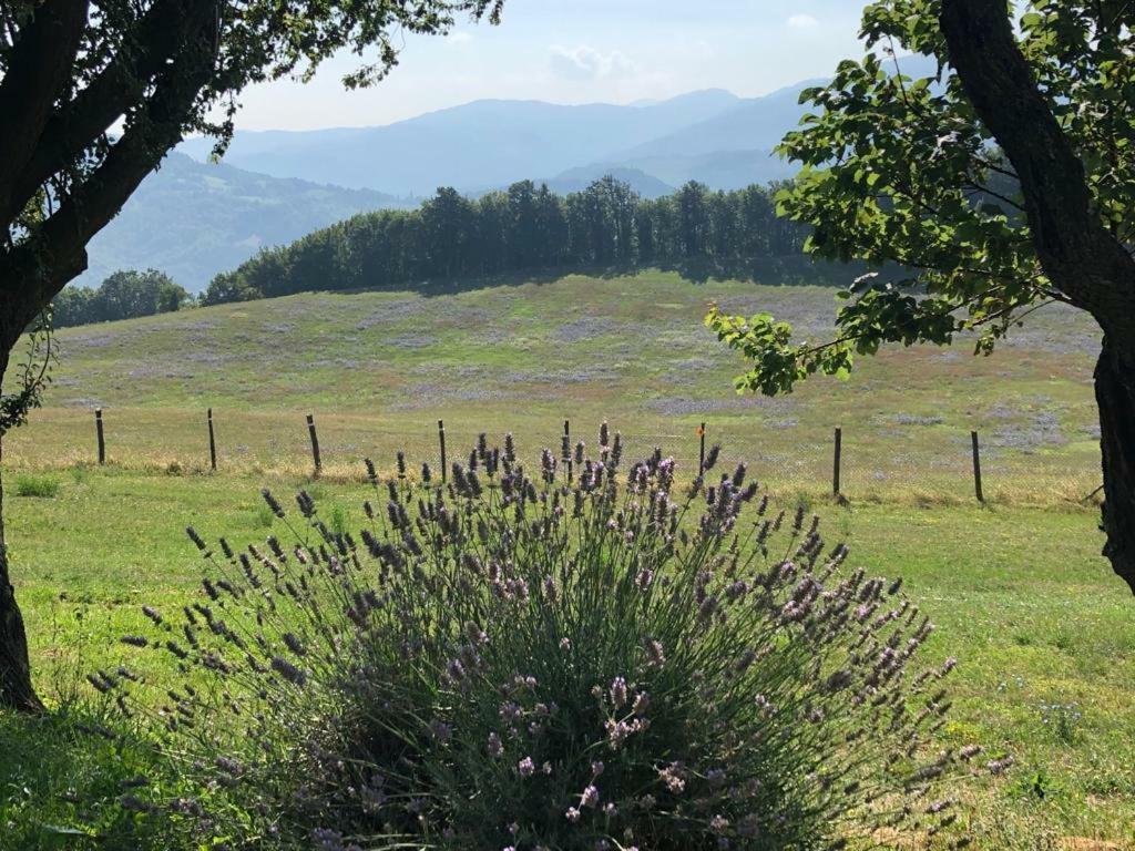 Tenuta Ca Di Bertucci Apartment Solignano Luaran gambar