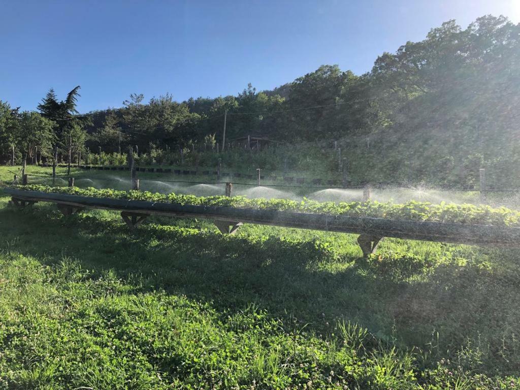 Tenuta Ca Di Bertucci Apartment Solignano Luaran gambar